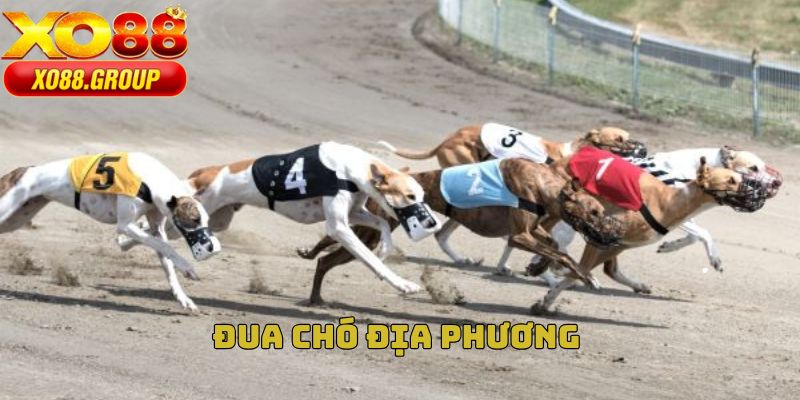 Đua chó địa phương