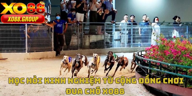 Học hỏi kinh nghiệm từ cộng đồng chơi đua chó XO88